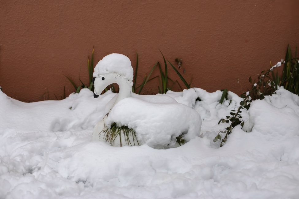 Snow Swan